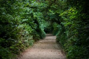 The Healing Path of Discovery A Personal Journey