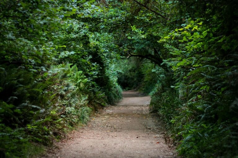 The Healing Path of Discovery A Personal Journey