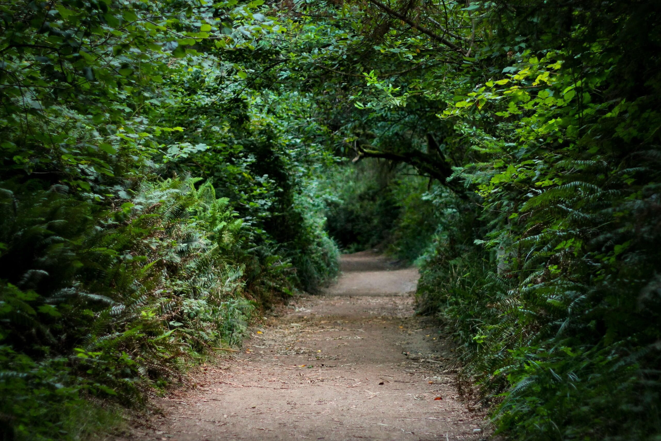 The Healing Path of Discovery A Personal Journey